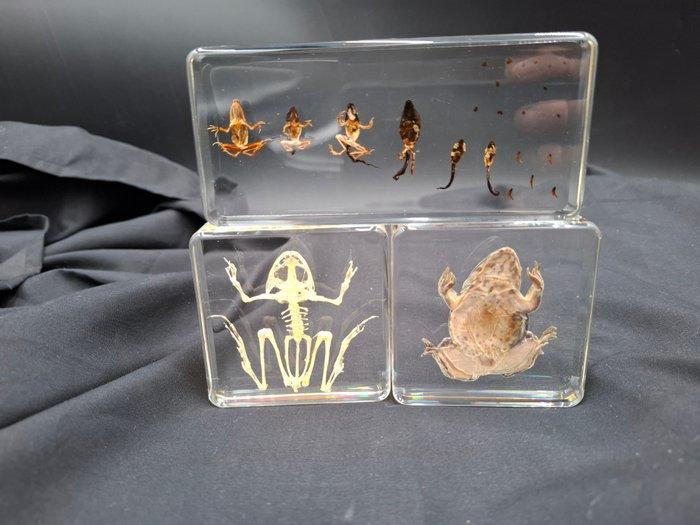 Insluiting van de hele kikker, skelet en evolutie., Antiek en Kunst, Curiosa en Brocante