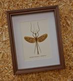 Wandelende tak Taxidermie volledige montage - Anchiale