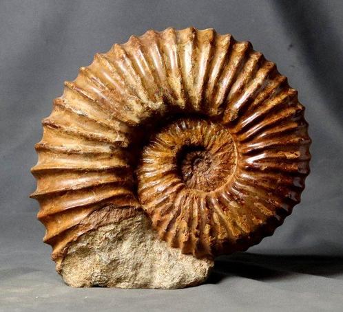 Opvallende en decoratieve geribbelde ammoniet - zelfstandig, Verzamelen, Mineralen en Fossielen