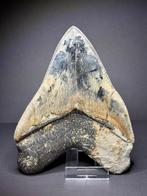 Grote schilderachtige Megalodon 14,5 cm - Fossiele tand -, Verzamelen, Mineralen en Fossielen