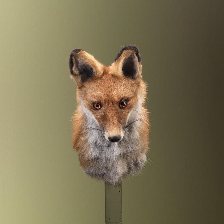 Vos Taxidermie Opgezette Dieren By Max, Verzamelen, Dierenverzamelingen, Opgezet dier, Nieuw, Wild dier, Ophalen of Verzenden