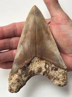 Groot Megalodon-tand, 13,5 cm - Fossiele tand - Carcharocles