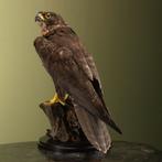 Sakervalk Taxidermie Opgezette Dieren By Max, Verzamelen, Ophalen of Verzenden, Nieuw, Vogel, Opgezet dier