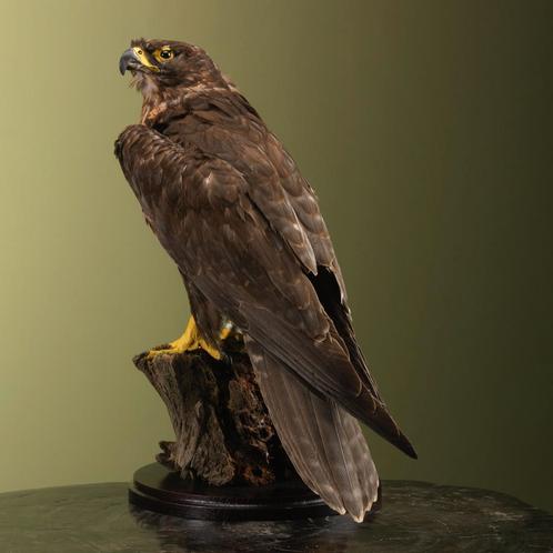 Sakervalk Taxidermie Opgezette Dieren By Max, Verzamelen, Dierenverzamelingen, Opgezet dier, Nieuw, Vogel, Ophalen of Verzenden