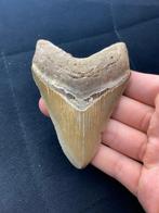 Megalodon - Fossiele tand - 9.5 cm, Verzamelen, Mineralen en Fossielen