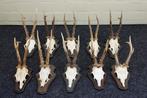 Roebuck Schedel - Capreolus capreolus - 0 cm - 0 cm - 0 cm-, Antiek en Kunst