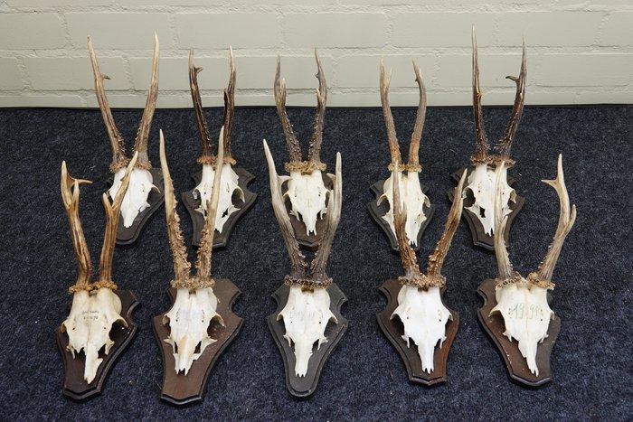 Roebuck Schedel - Capreolus capreolus - 0 cm - 0 cm - 0 cm-, Antiek en Kunst, Curiosa en Brocante