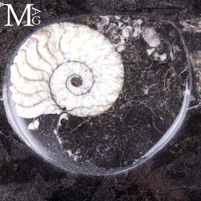 Ronde sieradendoos - fossiele matrix met ammoniet en, Verzamelen, Mineralen en Fossielen