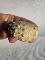 Zee-egel - Gefossiliseerd dier - Conopygus - 4.4 cm (Zonder