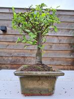 Chinese iep bonsai (Ulmus parviflora) - Hoogte (boom): 21 cm, Antiek en Kunst