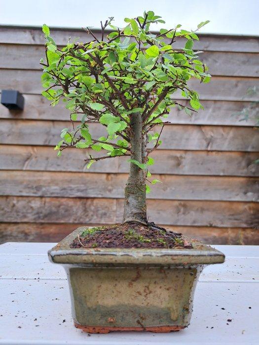 Chinese iep bonsai (Ulmus parviflora) - Hoogte (boom): 21 cm, Antiek en Kunst, Curiosa en Brocante