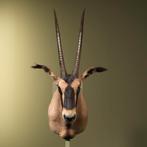 Oryx - Kwastoorspiesbok Taxidermie Opgezette Dieren By Max, Opgezet dier, Ophalen of Verzenden