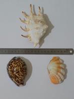Lambis crocata, Cypraea, Tridacna Derasa Coquillage marin -, Nieuw