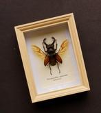 Kever Taxidermie volledige montage - Prosopocoilius