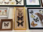 Vlinder Taxidermie volledige montage - Verschillende - 33 cm