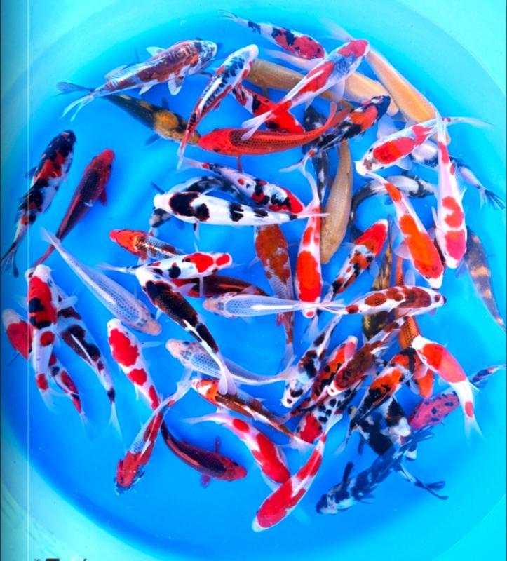 Otsuka 14-18cm (Japanse Koi), Jardin & Terrasse, Étangs, Enlèvement ou Envoi