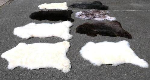 Schaap Balg - Ovis aries - 0 m - 0 m - 0 m -, Verzamelen, Dierenverzamelingen