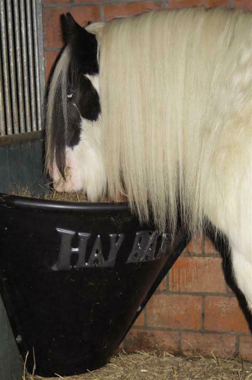 Hay Bar, hooiruif, voerbak, râtelier voor in de stal., Dieren en Toebehoren, Stalling en Weidegang, Stalling
