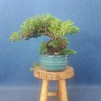 Jeneverbes bonsai (Juniperus) - Hoogte (boom): 13 cm -