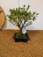 Azalea bonsai (Rhododendron) - Hoogte (boom): 26 cm - Diepte