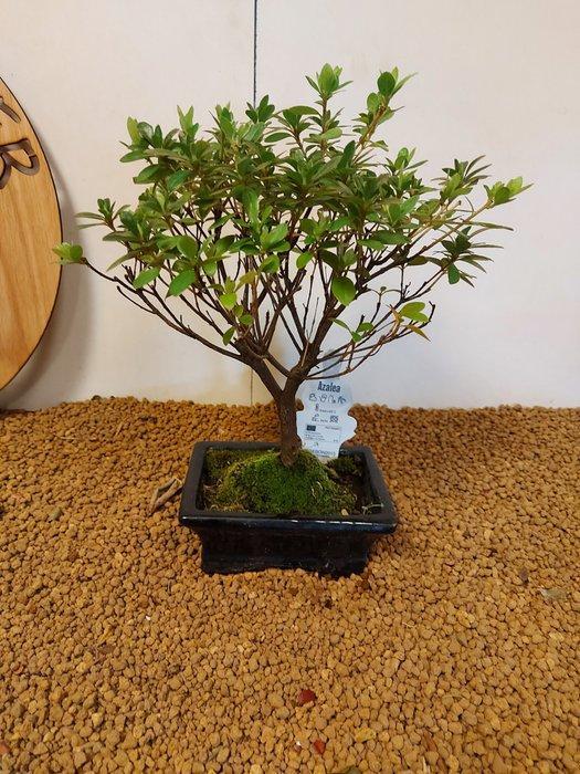 Azalea bonsai (Rhododendron) - Hoogte (boom): 26 cm - Diepte, Antiek en Kunst, Curiosa en Brocante
