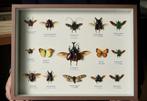 Collection de souvenirs - Boîte dexposition pour insectes
