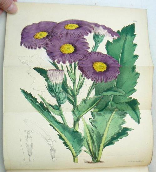 Joseph Dalton Hooker - Curtiss Botanical Magazine;, Antiek en Kunst, Antiek | Boeken en Manuscripten