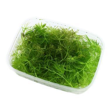 Ceratophyllum demersum Foxtail, Animaux & Accessoires, Poissons | Aquariums & Accessoires, Envoi