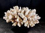 Enorme pocillopora Taxidermie volledige montage -
