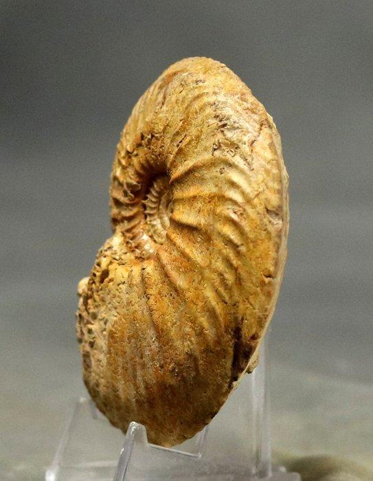 Fijn fossiel van een ammoniet - - Gefossiliseerd dier -, Collections, Minéraux & Fossiles