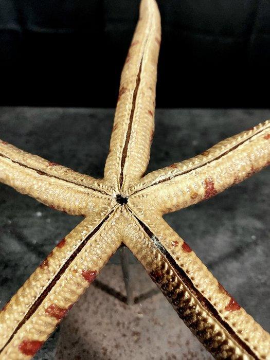 Senza Riserva enorme ster voor verzameling. Taxidermie, Antiek en Kunst, Curiosa en Brocante