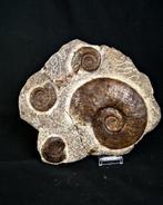 Ammoniet - Fossiele matrix - Diversos géneros de Ammonoidea