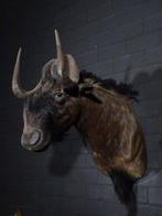 Gnou noir Support dépaule pour taxidermie - Connochaetes, Nieuw