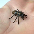 Viennese - sculptuur, Wasp and bird (2) - 1.7 cm - Koud