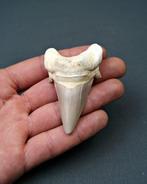 Haai - Fossiele tand - Enorme Otodus obliquus de alta, Verzamelen