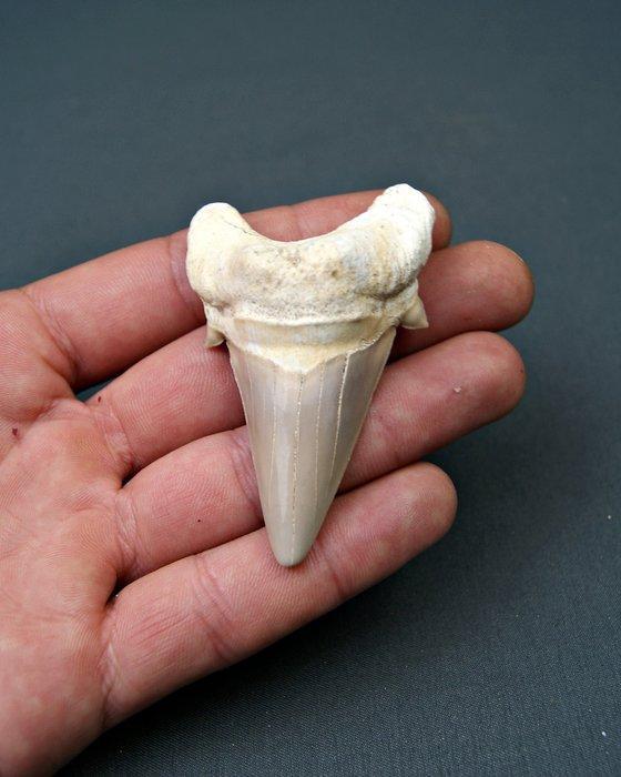 Haai - Fossiele tand - Enorme Otodus obliquus de alta, Verzamelen, Mineralen en Fossielen