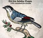 Conrad Gesner [1516-1565], Konrad Gessner, 3 woodcuts to one