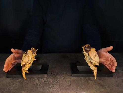 Crabe Paire de Gros Crabes + Base Personnalisée - Etisus, Verzamelen, Dierenverzamelingen