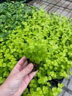 Lysimachia Aurea (Aquariumplanten, Aquarium producten), Dieren en Toebehoren, Verzenden, Nieuw, Plant(en), Steen of Hout