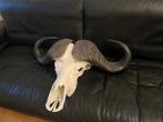 Buffle du Cap Crâne - Syncerus caffer - 26 cm - 83 cm - 58