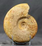 Ammonite - Matrice de plaque fossilisée - Leioceras lineatum