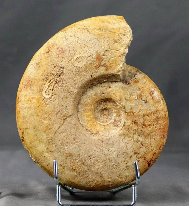 Ammonite - Matrice de plaque fossilisée - Leioceras lineatum, Verzamelen, Mineralen en Fossielen