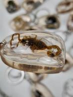 Figuur - Verzameling van 35 opgezette insecten (35) - Hars, Verzamelen, Dierenverzamelingen, Nieuw