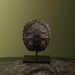 Schildpad Schild op Standaard, Ophalen of Verzenden, Nieuw, Reptiel of Amfibie, Opgezet dier