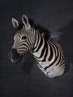 Zebra Head - Taxidermie wandmontage - Equus quagga - 45 cm -