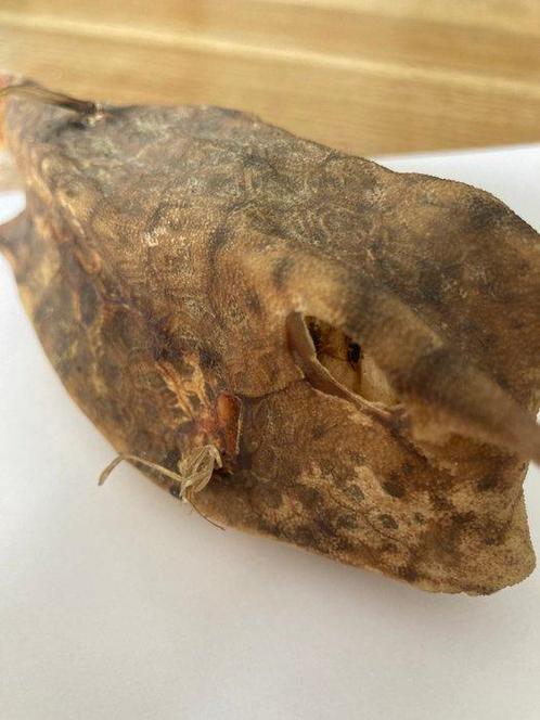 vis koe Taxidermie volledige montage - Lactoria cornuta - 27, Antiek en Kunst, Curiosa en Brocante