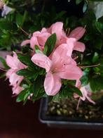 Azalea Bonsai – Verzamelstuk - Hoogte (boom): 55 cm - Diepte