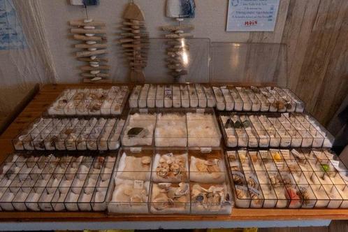 Uitgebreide schelpen- en slakkencollectie Taxidermie, Verzamelen, Dierenverzamelingen