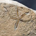 Belle étoile de mer fragile - Matrice de plaque fossilisée -