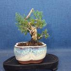 Jeneverbes bonsai (Juniperus) - Hoogte (boom): 16 cm -